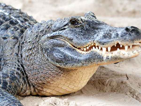 Des assiettes qui défient l’imagination, 8 viandes surprenantes à découvrir !