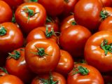 Dossiers: Tomates durando mais? Veja 5 dicas que realmente funcionam