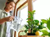 Dossiers: Comment planter et entretenir un citronnier à la maison (et même dans un appartement !)