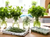 Dossiers: L’astuce qui change tout pour conserver les herbes fraîches tout l’été ?