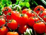 Dossiers: Como descascar os tomates facilmente?