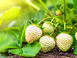 Dossiers: Fraise blanche : tout savoir sur ce fruit rare et parfumé