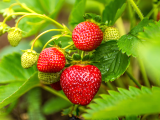 Dossiers: Fraises en France : saison, période de récolte, origine de ce fruit de saison vitaminé