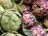 Dossiers: Artichaut violet ou vert : quelles différences et lequel choisir ?