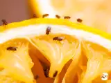 Dossiers: Se débarrasser des moucherons en cuisine : astuces naturelles et efficaces, faciles à appliquer