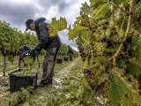 Dossiers: Grêle avant les vendanges : pourquoi certains vignerons du Sud-Ouest ont dû récolter plus tôt