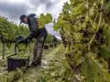 Dossiers: Grêle avant les vendanges : pourquoi certains vignerons du Sud-Ouest ont dû récolter plus tôt