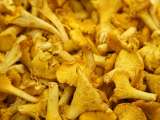 Dossiers: Girolles fraîches : comment les préparer et les cuire sans les détremper ?