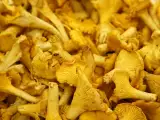 Dossiers: Girolles fraîches : comment les préparer et les cuire sans les détremper ?