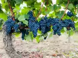 Dossiers: Bordeaux : 3, 2 ou 1 grappe Michelin, le classement qui aide enfin à comprendre les grands châteaux