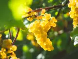 Dossiers: Quelle différence entre Chablis et Petit Chablis ? Guide clair pour choisir selon style et terroir