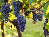 Dossiers: Vignobles en Scène commence vendredi : voici où sortir dans les vignobles ce week-end