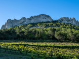 Dossiers: Crus des Côtes du Rhône : vous connaissez Châteauneuf-du-Pape ou Gigondas, mais connaissez-vous les 18 crus de cette grande région viticole ?