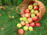Dossiers: Pommes : pourquoi certaines récoltes sont bien moins généreuses cette année ?