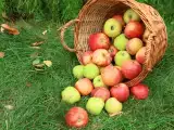 Dossiers: Pommes : pourquoi certaines récoltes sont bien moins généreuses cette année ?