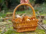 Dossiers: Champignons cueillis : les bons gestes à faire avant de les cuisiner