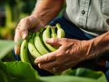 Alerte mondiale : la banane Cavendish menacée d’extinction !
