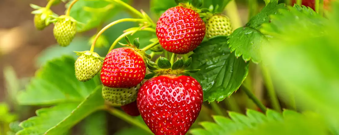 Fraises en France : saison, période de récolte, origine de ce fruit de saison vitaminé