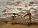 Recette Dacquoise aux noisettes chocolat-caramel