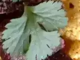 Recette Chou-fleur vapeur epicé aux herbes