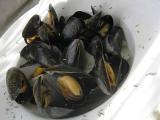 Recette Moules marinières thym et coriandre