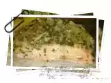 Recette Pavé de saumon en croûte d'herbes et au parmesan