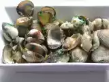 Recette Coques marinées - marinierte herzmuscheln