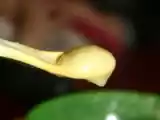 Recette Purée gourmande pour bébé gourmand: topinambour, pomme de terre, courgette