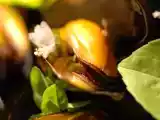 Recette Moules micro-ondes et saké frappé au menu?