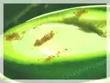 Recette Avocats sauce roquefort