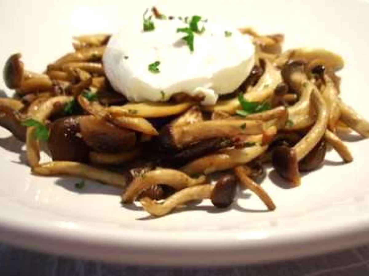 Entrée pleurotes 12 recettes sur Ptitchef