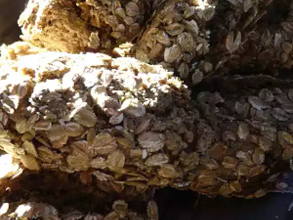 Recette Petits pains danois rugbrod