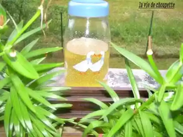 Recette Vin de sureau