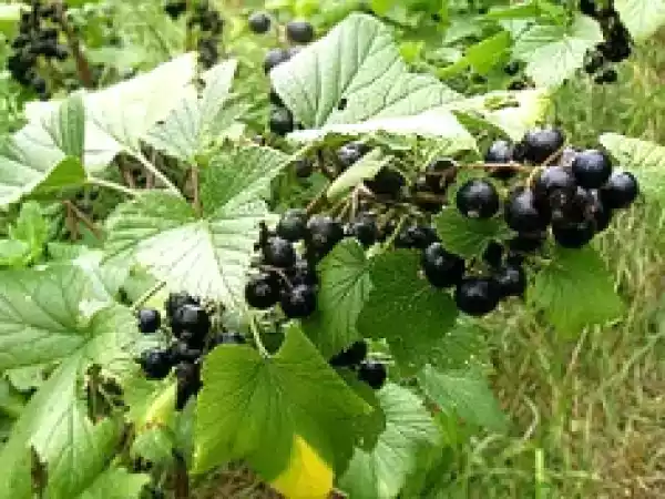 Recette Le cassis, une plante oubliée