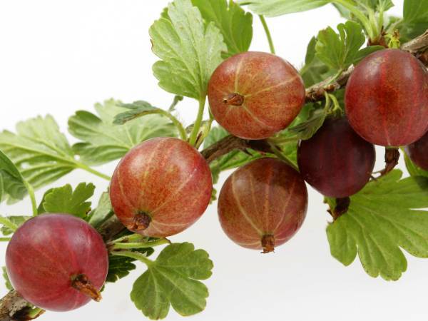 recettes groseille à maquereau