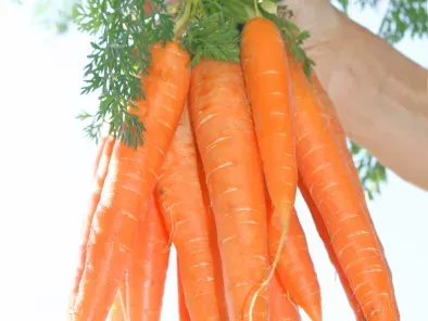 recettes fanes de carottes