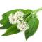 Ail des ours