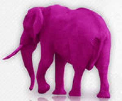 Elephant Rose