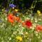 domi_d2023_1