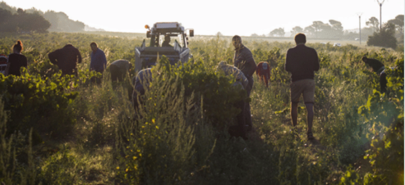 Les Grappes lance le mouvement #jaimemonvigneron pour soutenir la filière viticole 