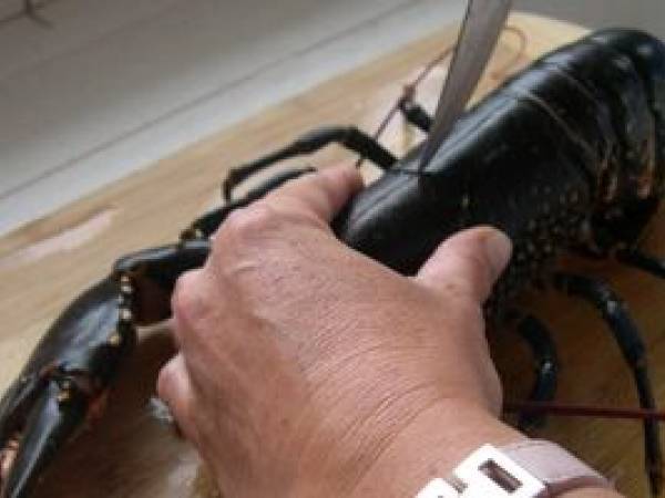 HOMARD BRETON GRILLE et sa sauce coraillée - Préparation etape 2