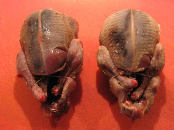 Palombes farcies aux cèpes - Wildtauben mit Steinpilzfüllung - Préparation etape 1