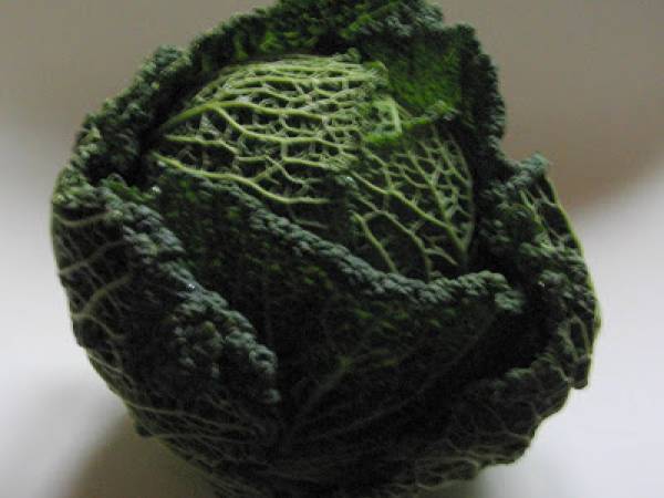 Perdreau au chou et aux chataîgnes - Rebhuhn mit Maronen-Kohl - Préparation etape 1