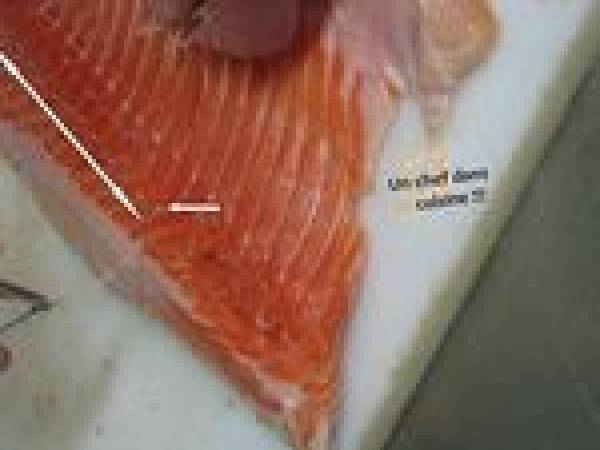 Saumon Fumé aux Baies Roses à l'Aneth de A à Z - Préparation etape 1