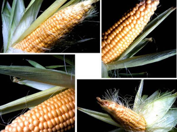 Sweet Corn - Sans gluten, sans lactose - Préparation etape 1