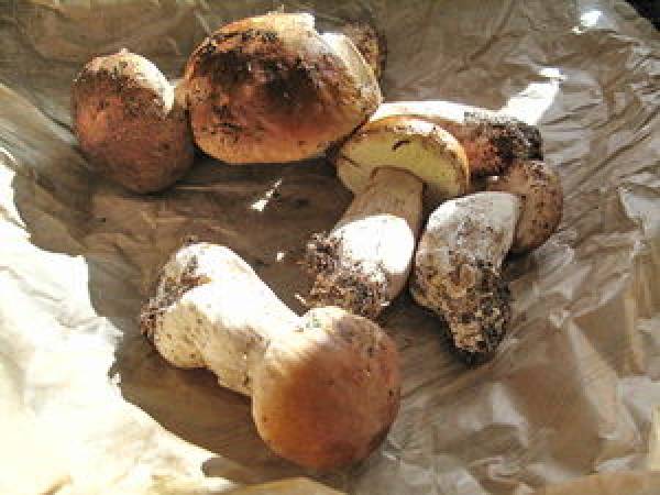 Côte de veau au jus tomaté, écrasée de pomme de terre à l'huile de truffe, .. - Préparation etape 1