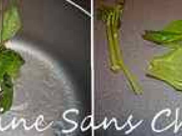 Betterave à tartiner, aux noisettes et basilic. - Préparation etape 1