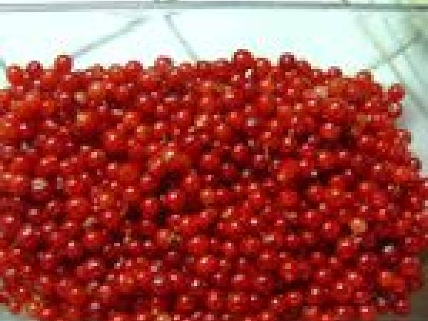 Clafoutis groseilles rouges - Préparation etape 4