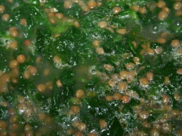 Macaroni aux lentilles et aux épinards - Préparation etape 2