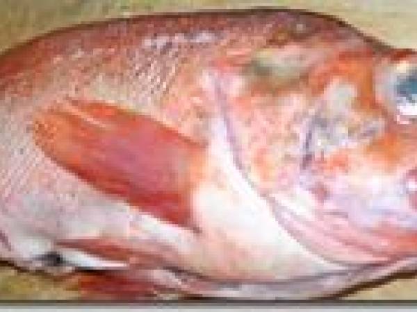 Dorade sébaste aux agrumes - Préparation etape 2